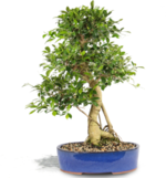 Ficus 3.png