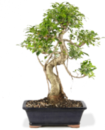 Ficus 5.png