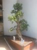 100yr fukien tea.jpg