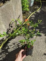 PXL_20220620_171056942.jpg