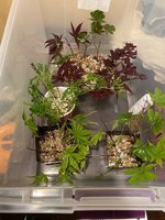 indoor cuttings growhouse July 10 (1).jpg