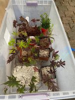 outdoor cuttings growhouse1.jpg