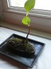 bonsai.jpg