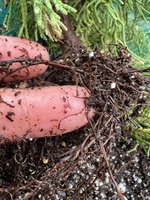 220930 Prostrata Air Layer 14.jpg
