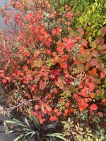 fothergilla fall.jpg