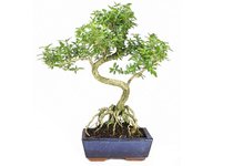 serissa-bonsai.jpg