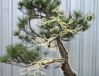 NZ black pine.JPG