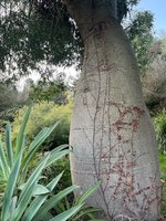 Bottle Tree.jpg