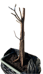 image (1).png