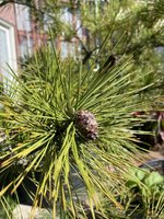 IMG_1607.jpg