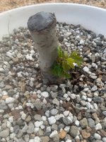 chinese elm 2 2023.jpg