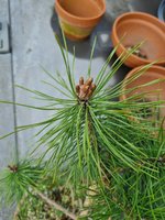 scots pine.jpg