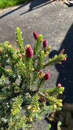 IMG_4947.jpeg