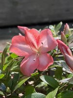 IMG_3205.jpeg