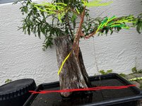 bonsai2_edited2.jpg