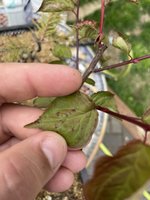 IMG_1449.jpeg