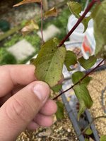 IMG_1447.jpeg