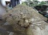 DSC03792.jpg