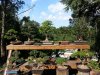 7 bonsai pics 005.jpg
