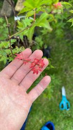 IMG_2773.jpeg