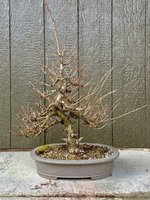 IMG_1685.jpeg
