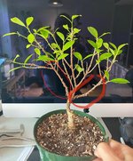 ficus.jpg