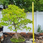 TallTrident1 (756 x 756).jpg
