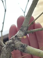 IMG_4624.jpeg