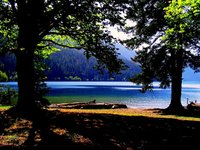 Lake_Crescent_trees.jpg