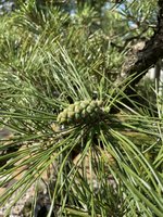 IMG_1810.jpeg