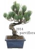 pinus parviflora_6y.jpg