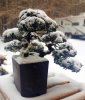 white dragon snow3.jpg