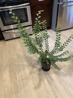 IMG_6848.jpeg