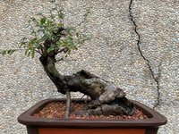 V_Chinese Elm #3_11'22_1F.jpg