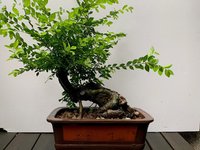 Chinese Elm (Twisted)_23'06_1F.jpg