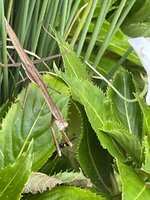 IMG_1898.jpeg