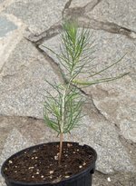 seedpine 1.jpg