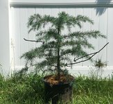 cedar stock.JPG