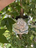 IMG_3719.jpeg