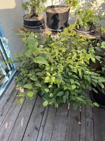 IMG_1566.jpeg