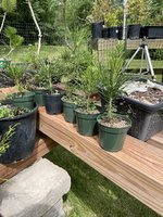 IMG_8204.jpeg