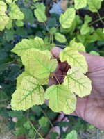 IMG_1598.jpeg