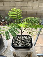 IMG_1773.jpeg