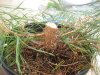 pine_chop_low_branches_500.jpg