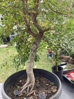 American Hornbeam 9-23 A.jpg