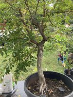 American Hornbeam 9-23 B.jpg