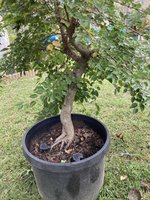 American Hornbeam 9-23 C.jpg