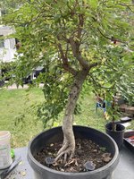 American Hornbeam 9-23 D.jpg