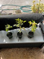 3 Zelkova after water soak of 30 min.jpg