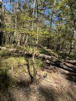 IMG_7205.jpeg